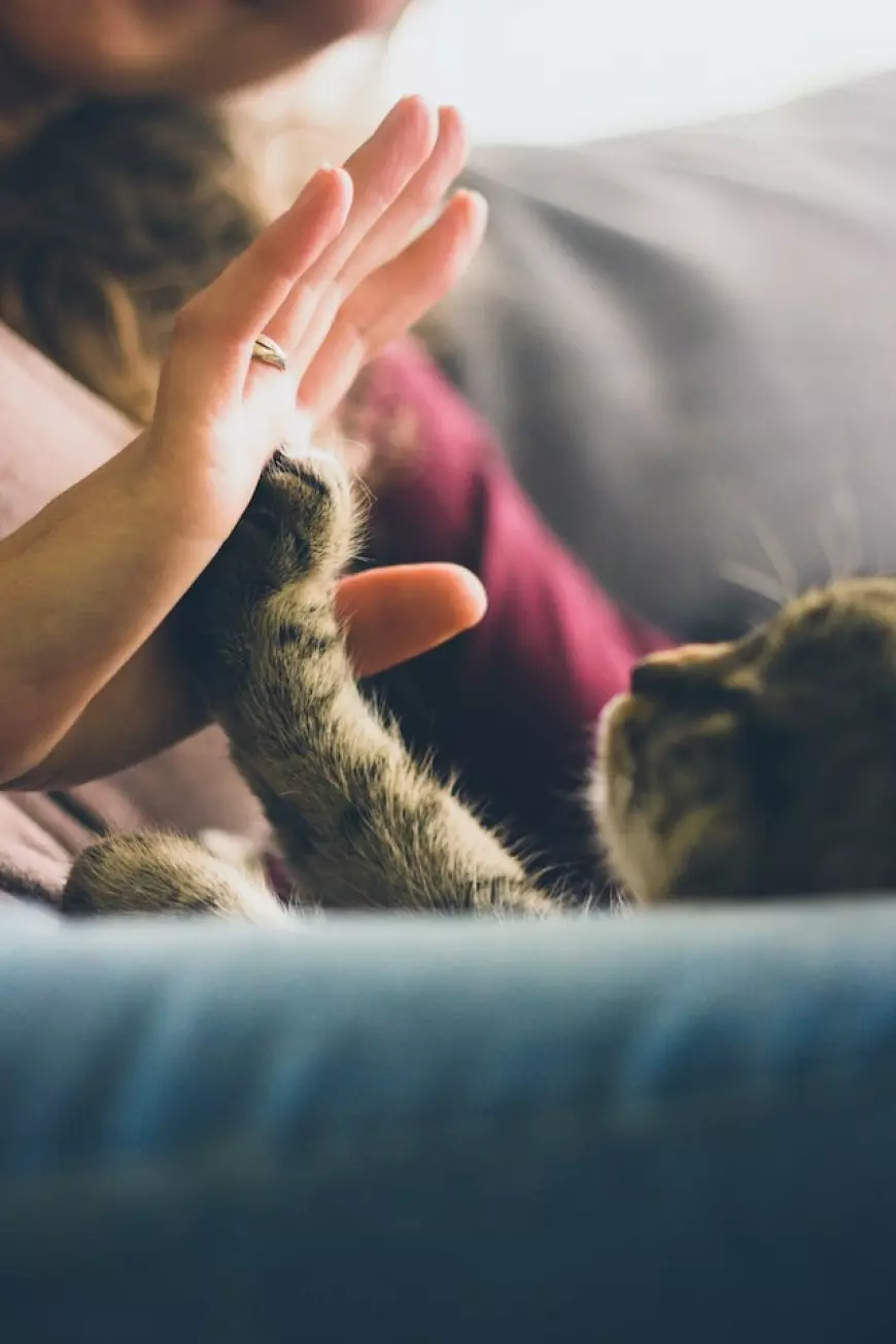 Squishmallow Pet Bed: A Haven of Comfort for Your Furry Friends