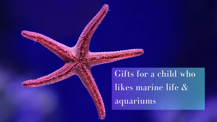 Gifts for a child who likes marine life and aquariums