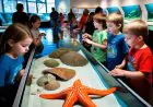 Discover the Seacoast Science Center: A Gateway to Coastal Wonders